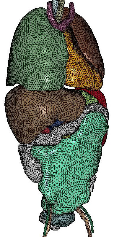 THUMS Version 4 (ventral cavity of internal organs)