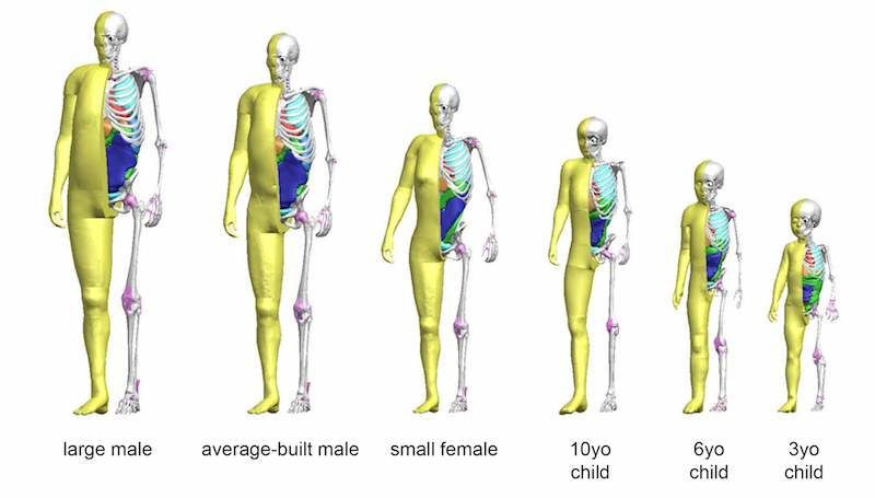 Range-of-THUMS-models-from-3-Year-Old-Child-to-Average-Build-Male-1.jpg